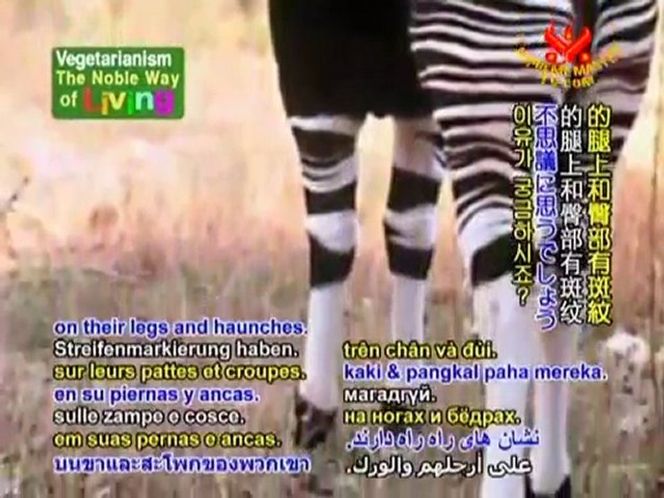 It's a Zebra. It's a Horse. ...No, It's an Okapi!