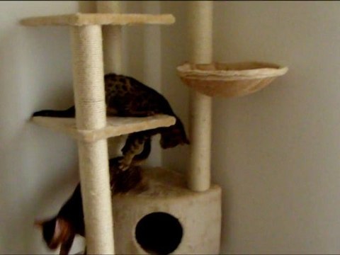 Bataille de chatons - G&G Bengal cat