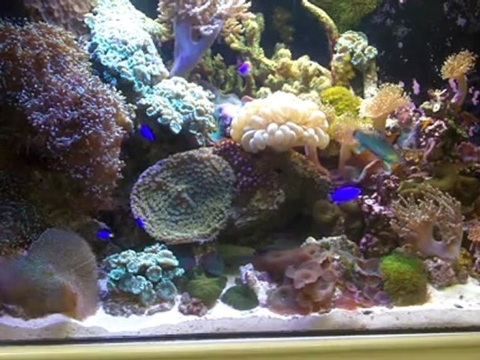 Corner Reef serviced by Saltwater Solutions