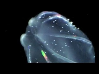Light emitting jellyfish