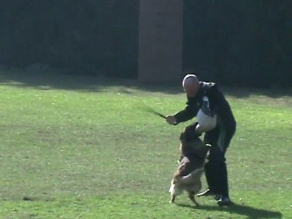 Schriefl-Cassandre-Belgiersieger-2011-Schutz