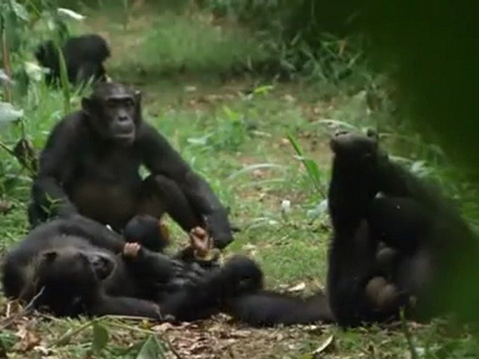 PLANETE MUTANTE - AFRIQUE DES GRANDS LACS