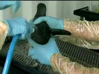 OILY PENGUINS: Penguins are caught up in the NZ oil spill