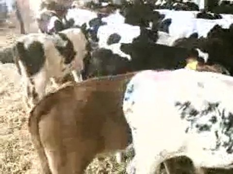 KONYA HAYVAN PAZARI TEL: 0546 851 6657