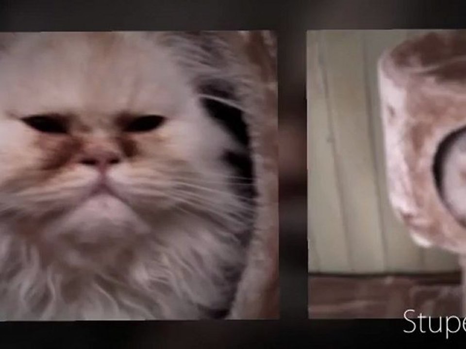 "persan" "chat"  "guimauve"