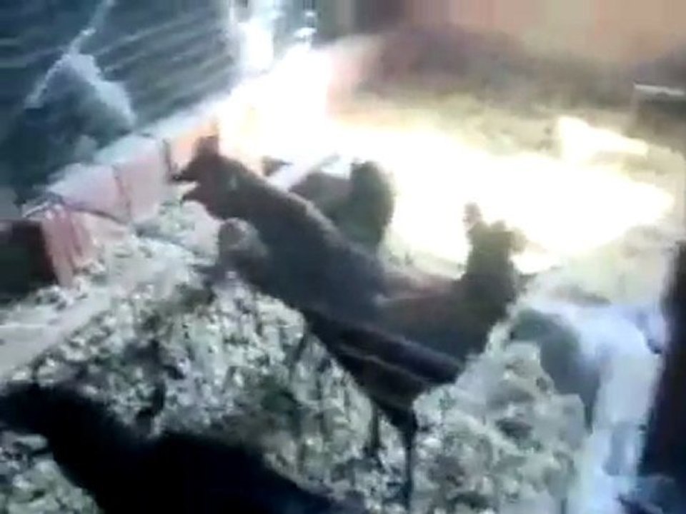 Öterken Nefes DarLığından Gebercekti Az Daha