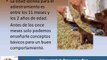 Guía de Entrenamiento para Perros : Guía de Adiestramiento