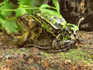 FIGHTING FROGS! ...or is it LOVE?