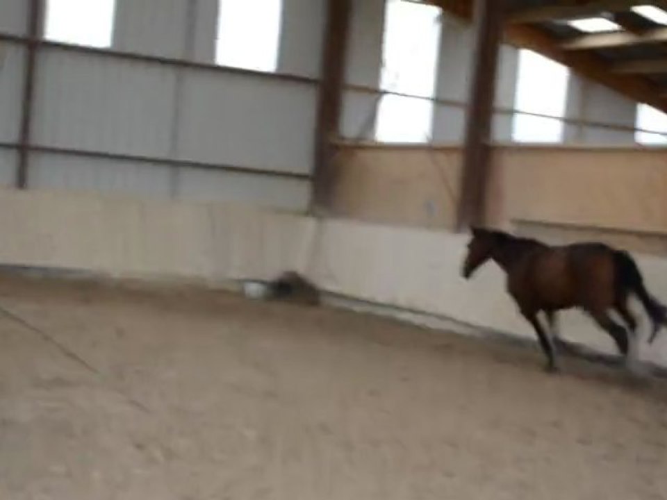 Quapoolco oxer liberté 2