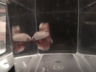 Show Betta Blois 2011