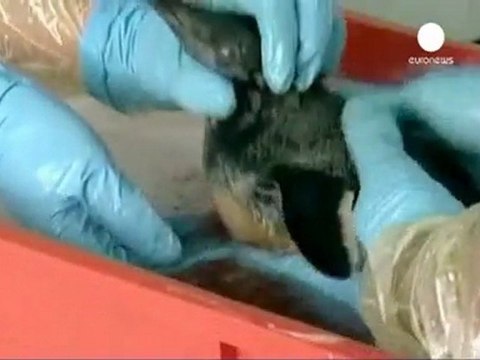 Nuova Zelanda: la marea nera minaccia la Baia...