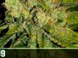 Cannabis Cup Winners - Best Marijuana Strains