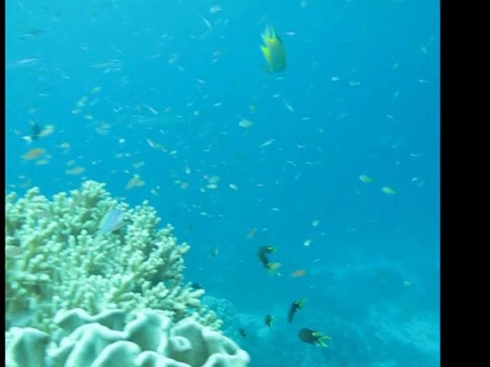 Pélagiques Papouasie 2011