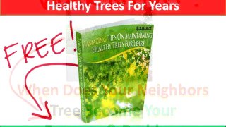 Charlottesville Tree Care|FREE Tree Hazard Inspection