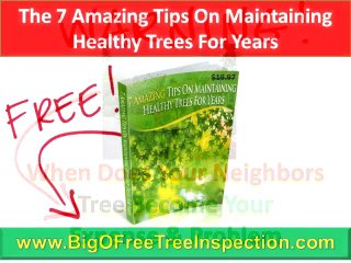 Charlottesville Tree Care|FREE Tree Hazard Inspection