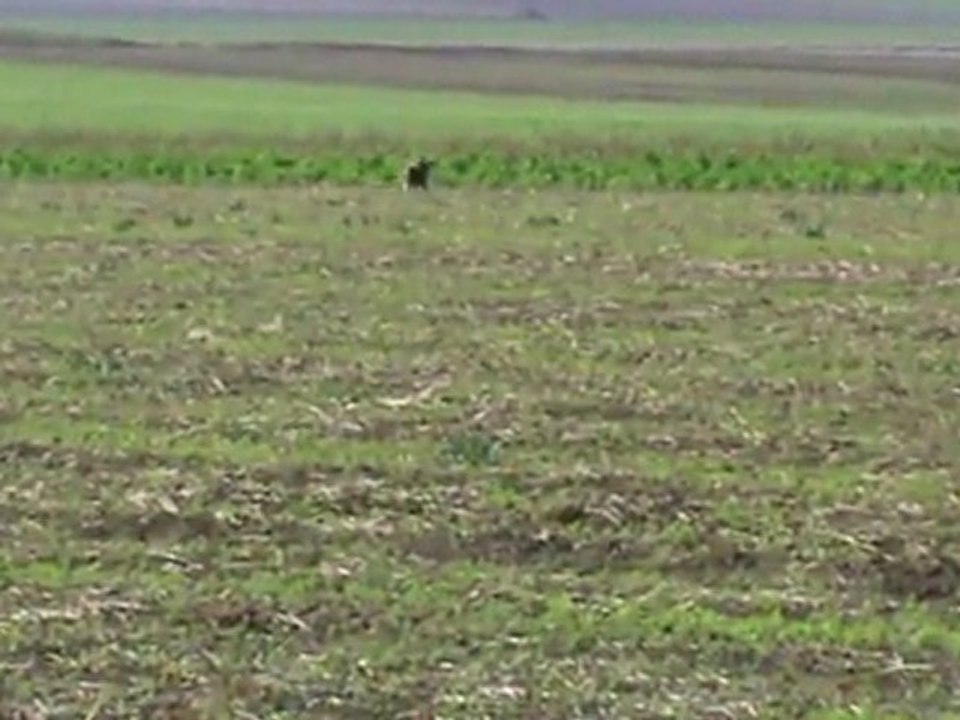 Schriefl-Cassandre-Belgiersieger-2011-Fährte