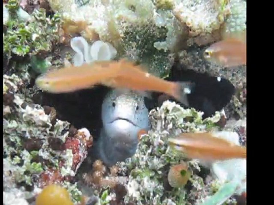 Mangrove lagon platier récif papouasie 2011