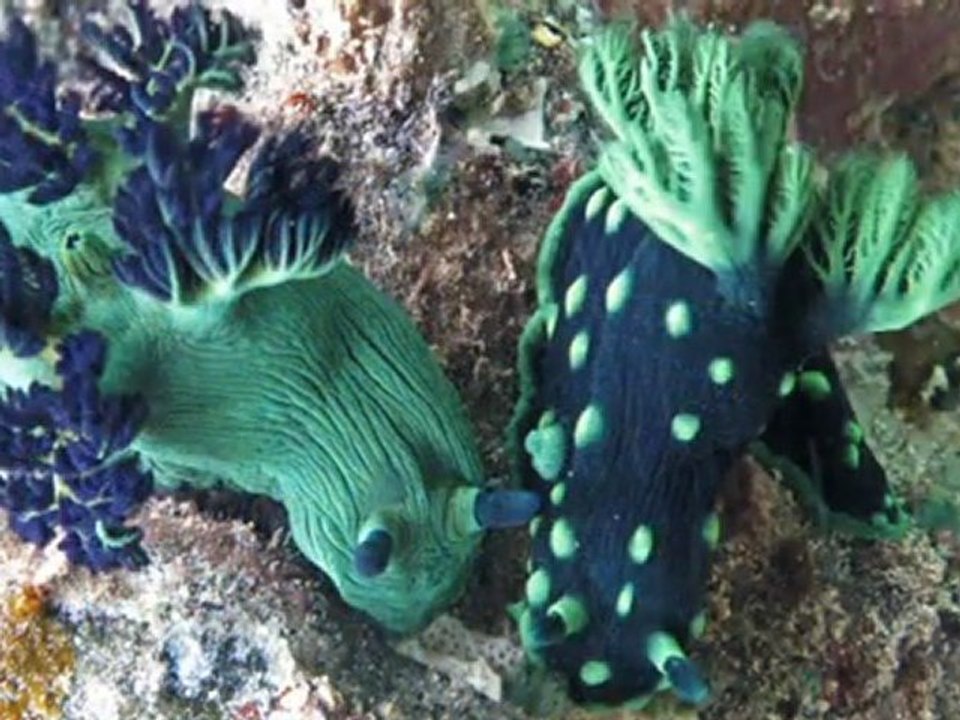 Faune des fonds coralliens