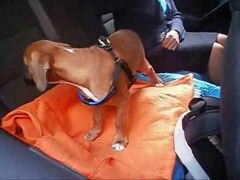 Départ de Giango 2011-10-08. (CHEYENNE de SAINT QUINIS X UCELLO du DOLON / Portée des G 2011)