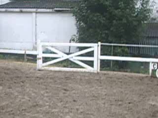 Idolo, petit etalon du manege