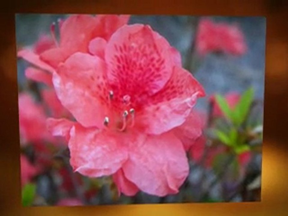 Kodak Easyshare Z981 14 MP Digital Camera - Best Deal Review