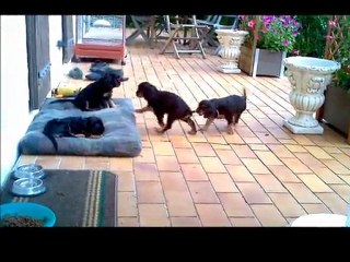 Les 4 chiots  de  Kroquant 2011