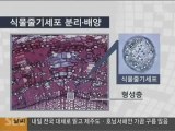 [또별] SBS 8시 뉴스, 식물줄기세포 또별 네이쳐지에 오르다!!
