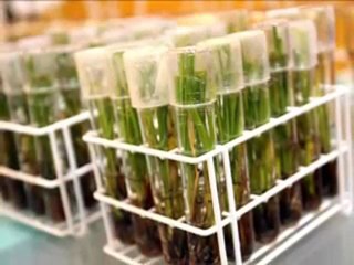 Genetiği değiştirilmiş ürünler