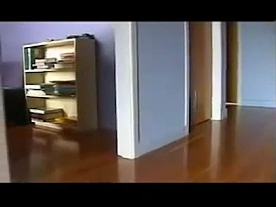 Compilation de chats qui drift