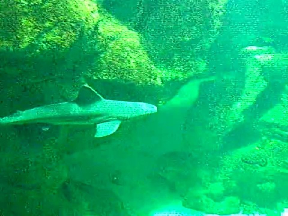 Aquarium 3