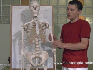 Músculo vencedor & Músculo vencido.