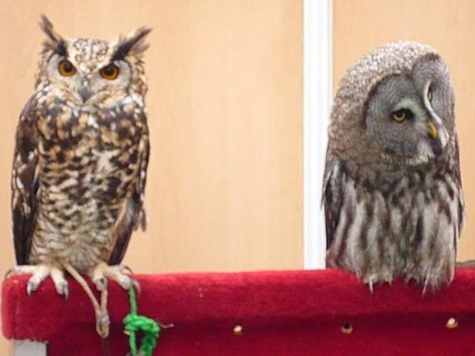 HIBOU CHOUETTE...