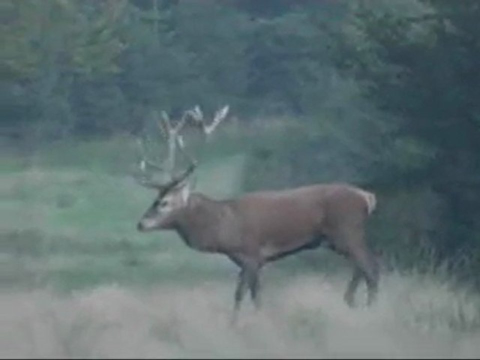 cerf - Belgique