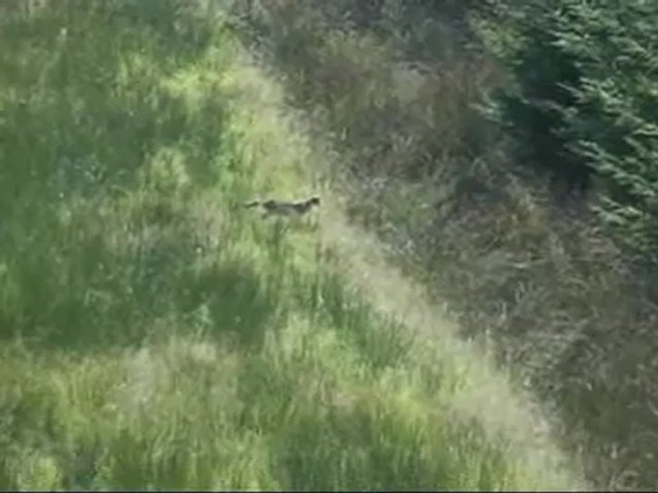 chat sauvage à la chasse