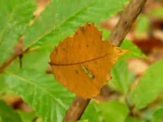 La danseuse, le marionnettiste, la joyeuse, la pleureuse, & le duo  tourbillonant