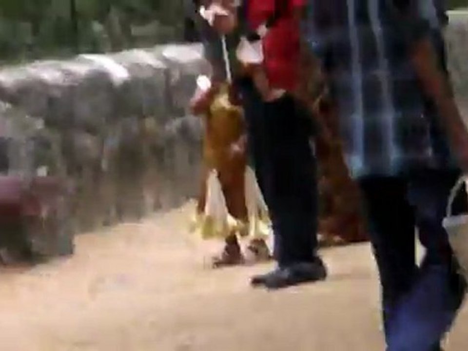 In crocodile park