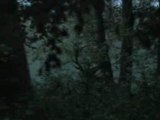 cerf au brame dans la nuit à Locquignol dans la forêt de Mormal