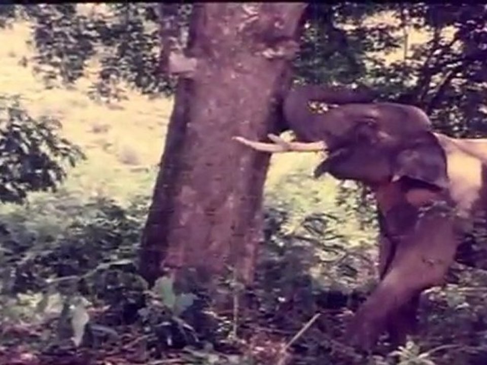 Title Song (College of Sex)