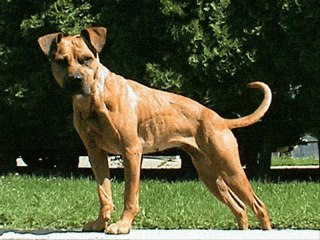 Mc Serkan - Köpeğime Saygın Olsun Dinle