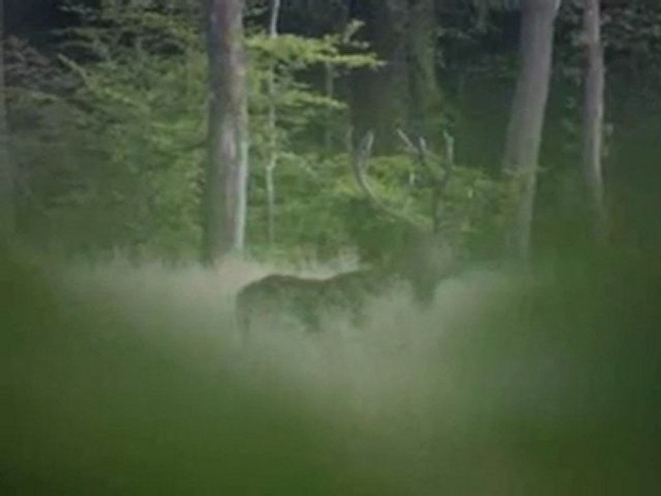 Brame du cerf www.foretdemormal.fr (2009) archives Mormal Patrimoine