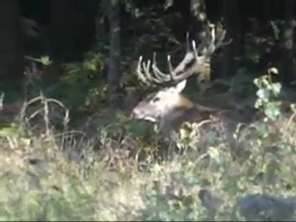 grand cerf brame forêt de Mormal 2009