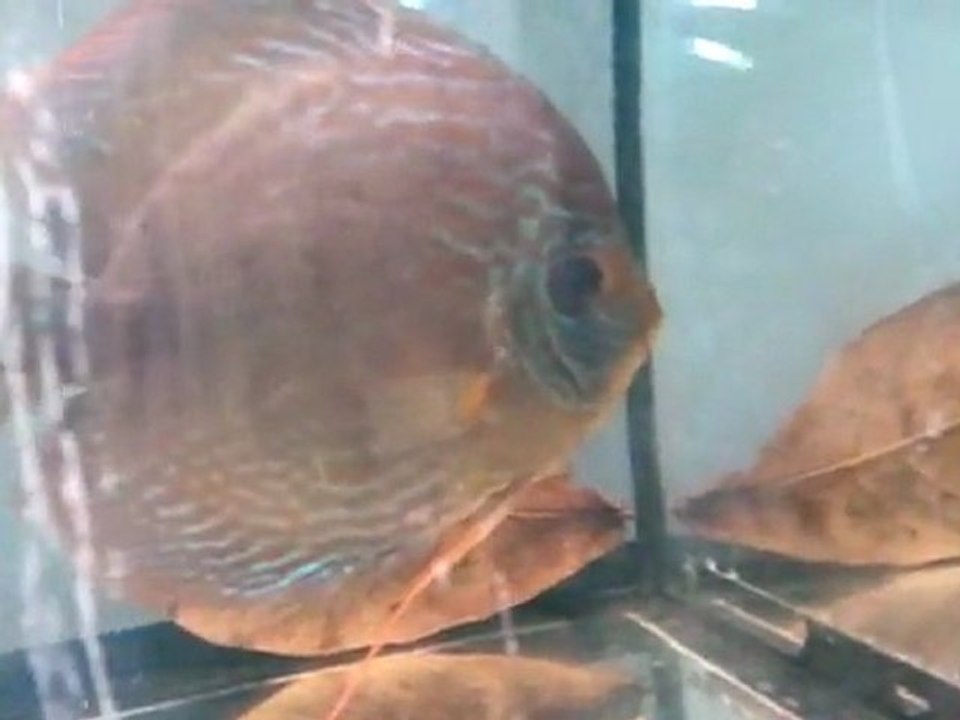 video-2011-10-10-17-48-21