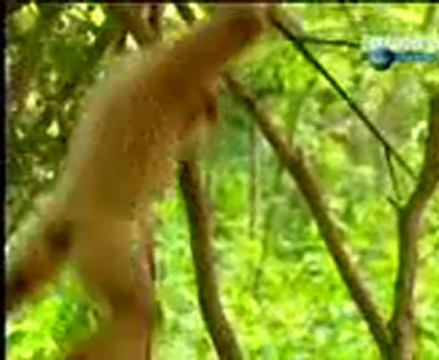 Monkey