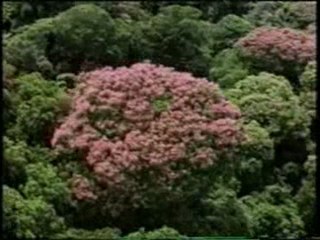 MISTERI KEHIDUPAN SATWA 2