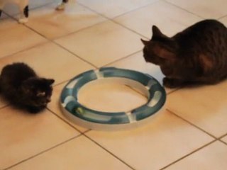 Jeu d'éveil pour Hok'ee !