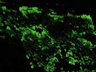 Light emitting mushrooms