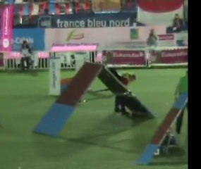 Championnat du monde agility 2011_0002