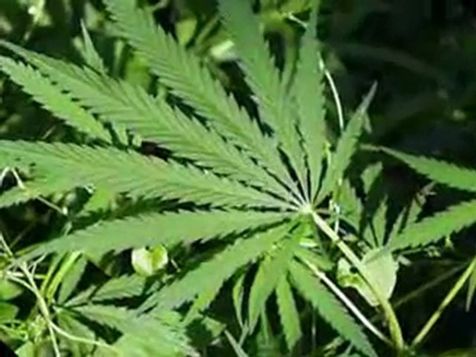 MEDICAL MARIJUANA EVALUATIONS AND CARDS, WOODLAND HILLS $45, SANTA BARBARA, $79, Thousand Oaks $79, Call 866-624-1191