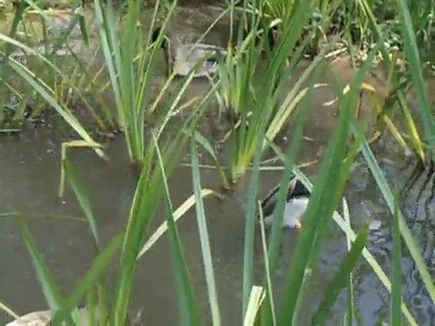 canards cols verts et mignons