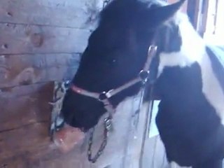 Rosabelle-Luna et le tapis western (premiere fois)